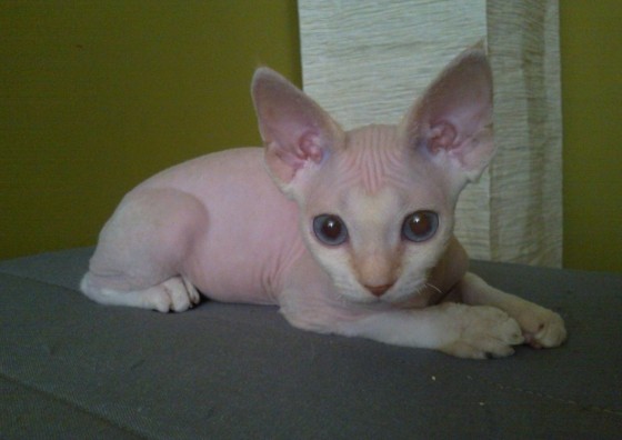 pretty pussy