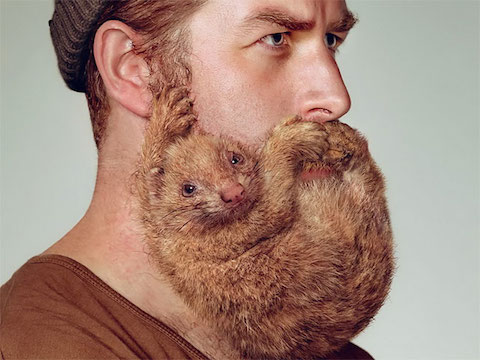 rodent