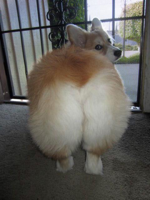 baby got back