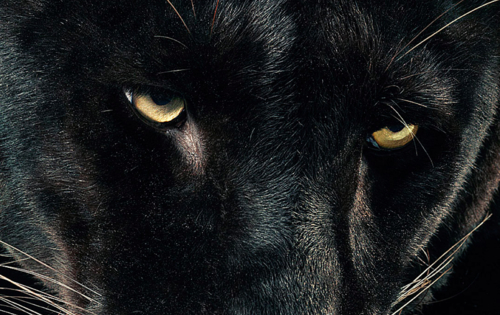BLACK KAT copy