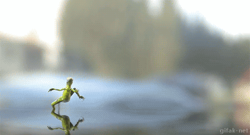 frog
