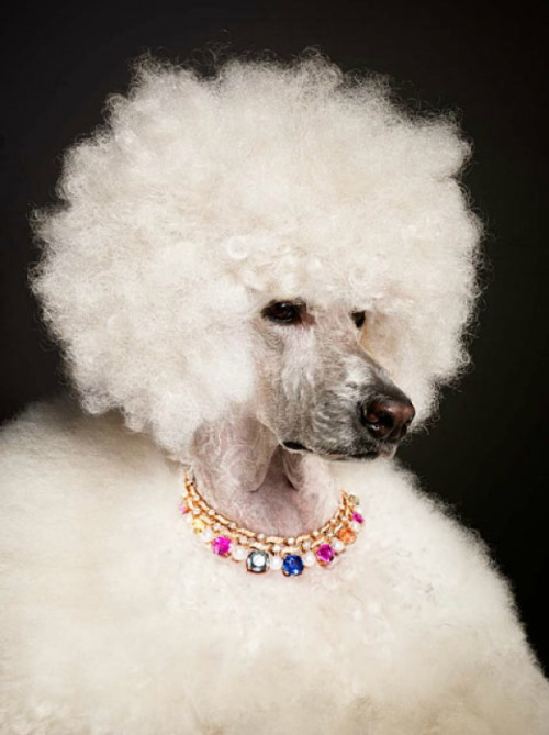 poodle