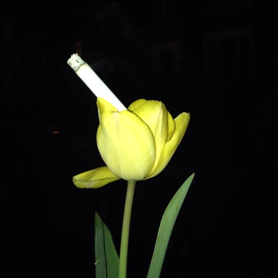 tulip