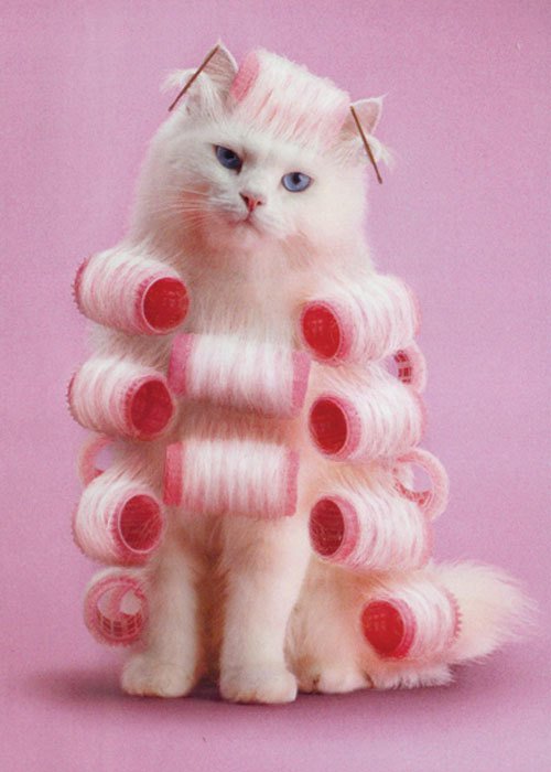 kitty