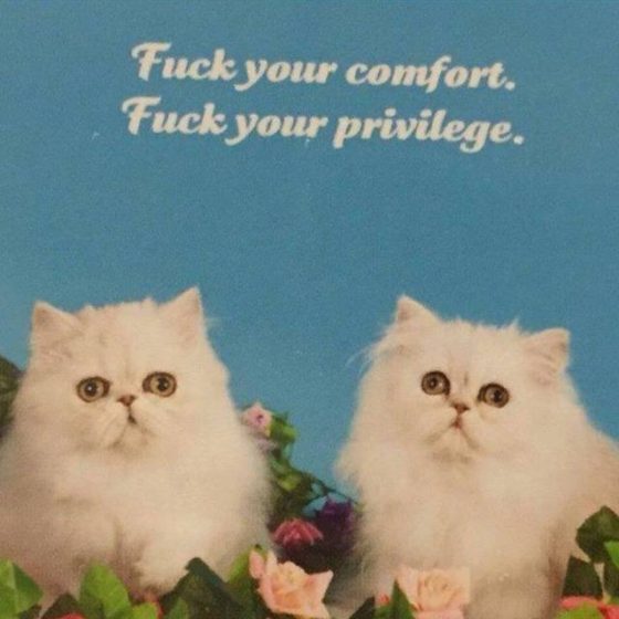 gay cats